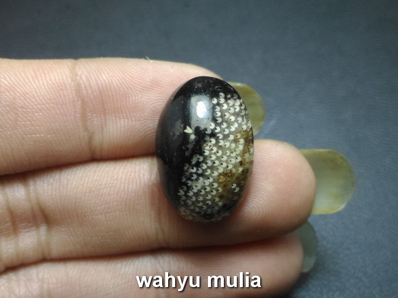 Batu Fosil Kayu  Liwung aren hitam Asli  kode 675 Wahyu 