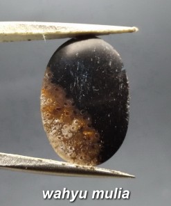 cincin batu fosil galih kelor asli