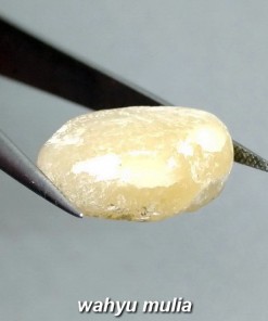 Batu Akik Fosil Mani gajah Putih susu kristal asli ber khasiat mustika_3