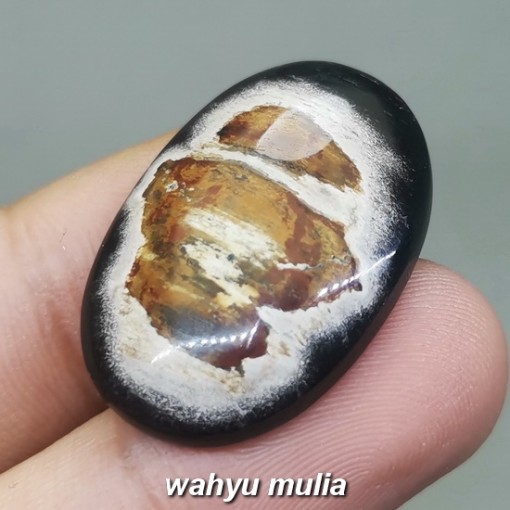 Batu Fosil Galih Kelor Hitam Coklat Asli berkhodam tarikan ciri harga khasiat_1
