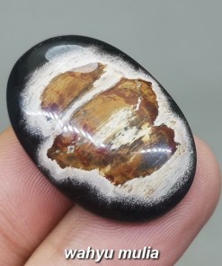 Batu Fosil Galih Kelor Hitam Coklat Asli berkhodam tarikan ciri harga khasiat_2
