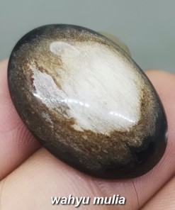 Fosil Batu Akik Galih Kelor Unik Asli tarikan berkhodam malaysi brunei_2