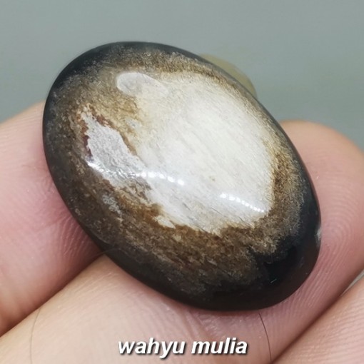 Fosil Batu Akik Galih Kelor Unik Asli tarikan berkhodam malaysi brunei_2