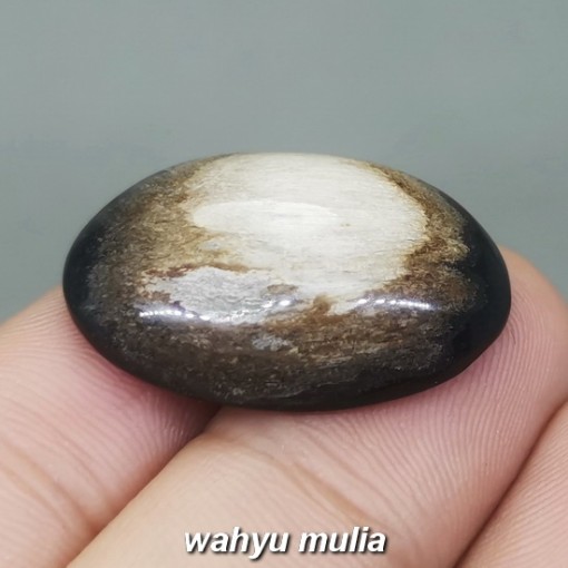 Fosil Batu Akik Galih Kelor Unik Asli tarikan berkhodam malaysi brunei_4